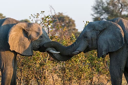 Two African elephants sparring Okavango Delta-Botswana Games and Sports Print